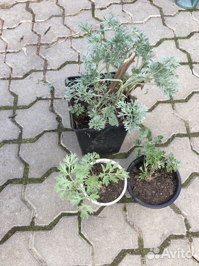 Рассада лекарственных и пряных трав