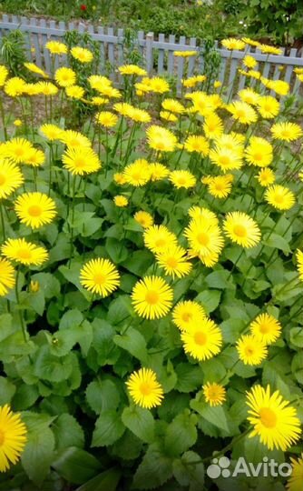 Цветы садовые