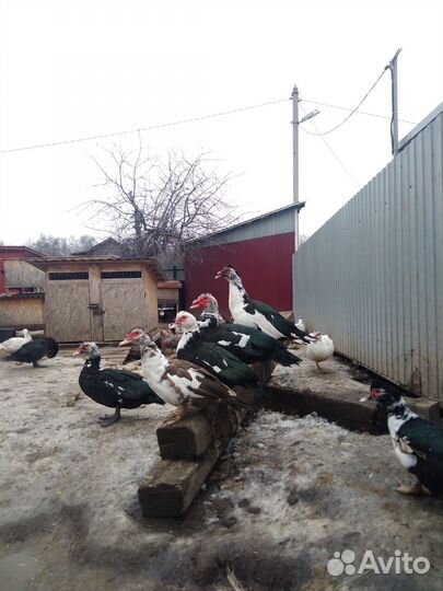 Семьи индоуток и гусей