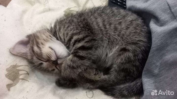 Шотландская