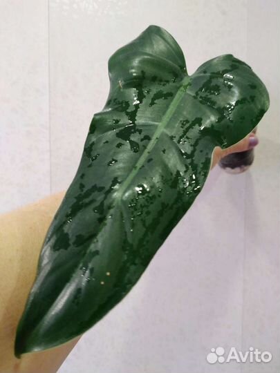 Ароидные комнатные растения