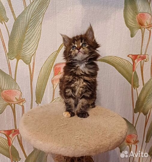 Котята мейн-кун