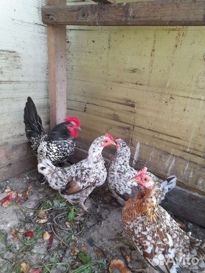 Куры молодки