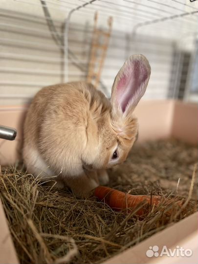 Декоративные кролики