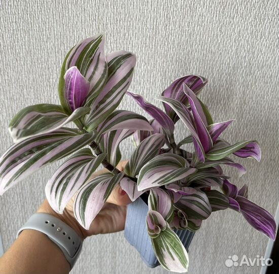 Традесканция