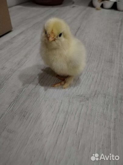 Цыпленок