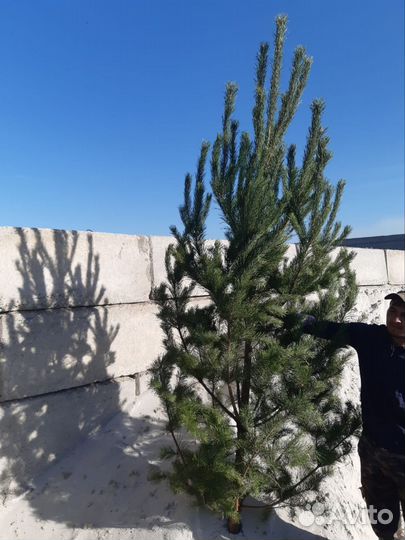 Елка новогодняя Ель Сосна опт