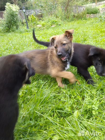 Отдам в добрые руки