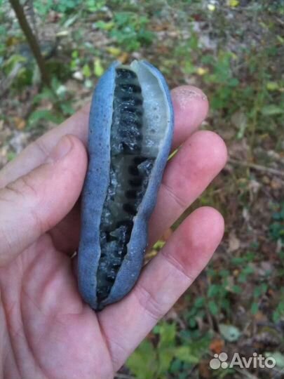 Декенея фаргеза