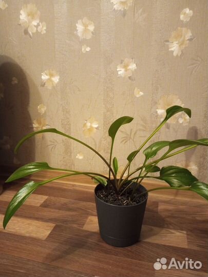 Дримиопсис