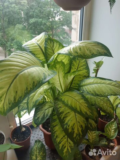 Диффенбахия Se Lemon Trop
