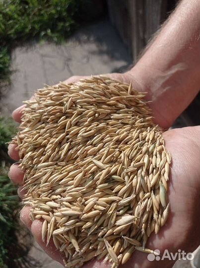 Пшеница и овёс