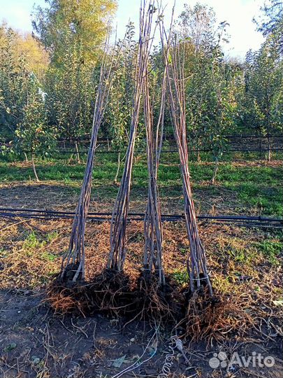 Саженцы плодовых деревьев