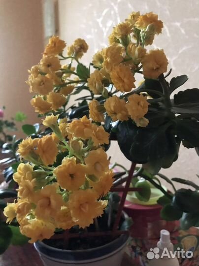 Каланхоэ цветущий и не только