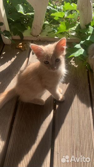 Помогите с пристройством