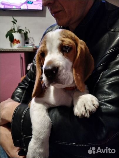 Щенки бигль