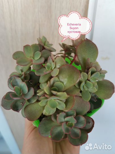Эхеверия Heart Choice, Suyon