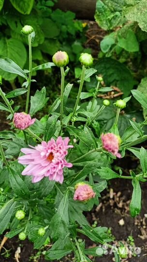 Хризантемы