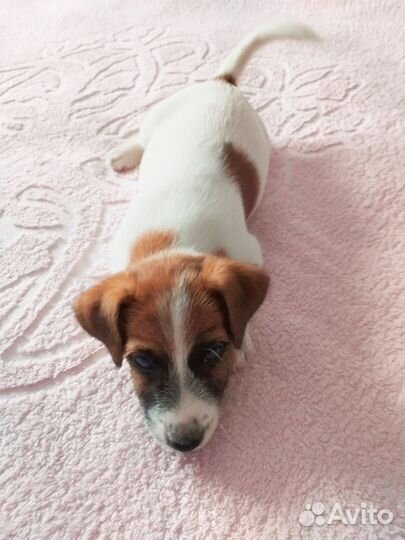 Щенки Джек Рассел терьер гладко и жёстко шерстный