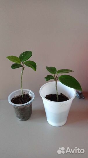 Хоя Карноза