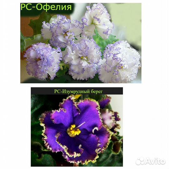 Фиалки листы,есть с детками