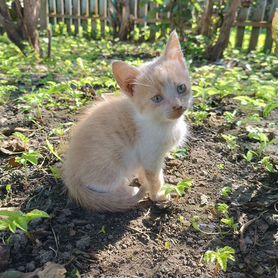 Котёнок девочка в добрые руки