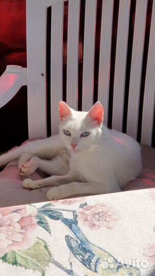 Молоденькая кошечка - отличный компаньон по жизни