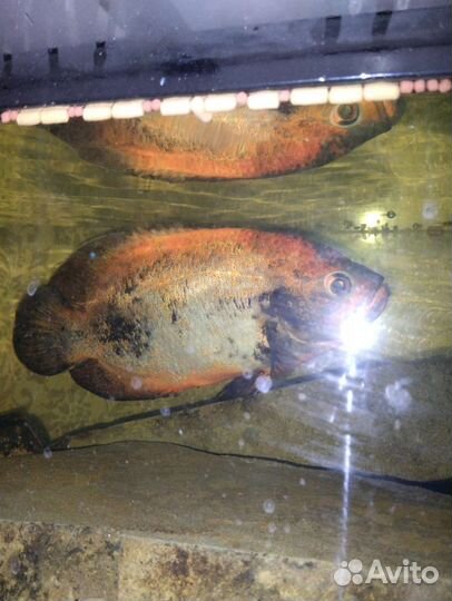 Астронотусы