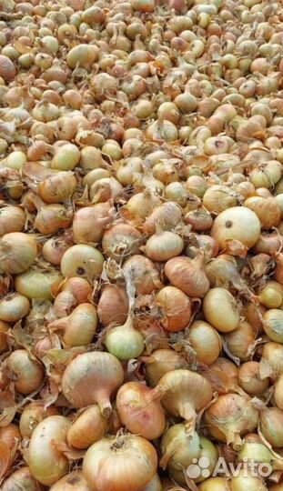 Лук репчатый деревенский