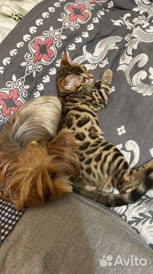 Бенгальская кошка