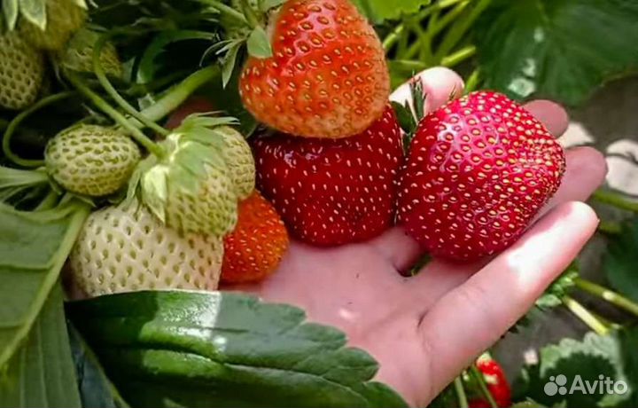 Рассада клубники Мальвина