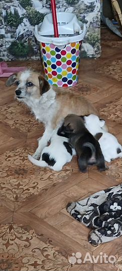 Маленькие собаки