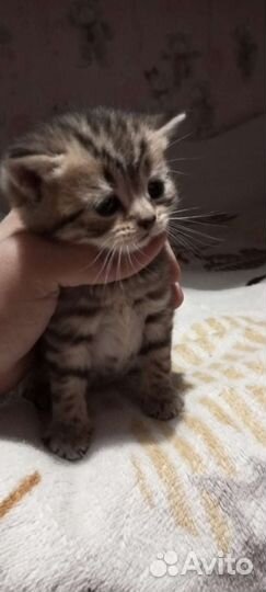 Шотландская вислоухая