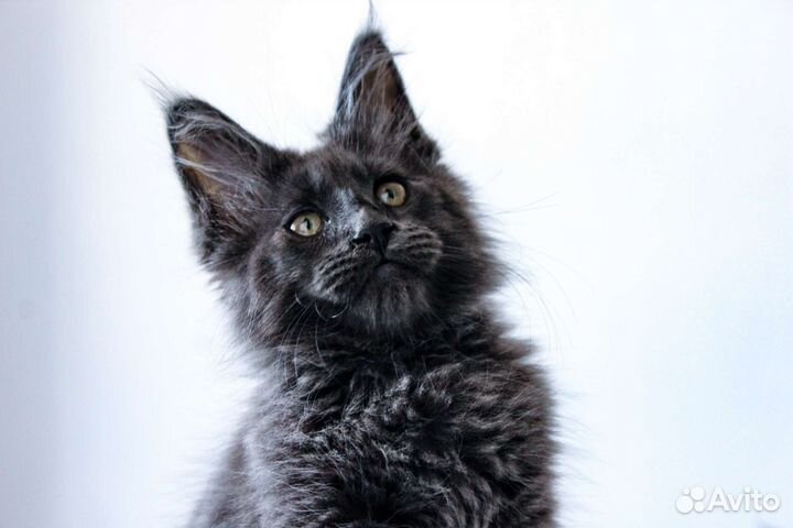 Котята мейн-кун