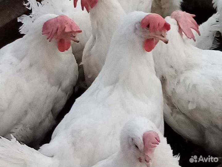 Куры несушки, молодки, яйцо домашнее