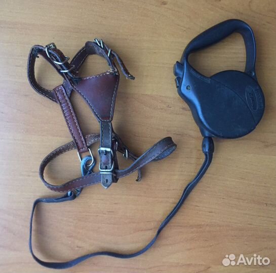 Одежда для собак