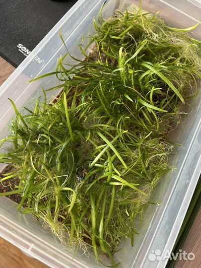 Аквариумные растения - Сагиттария (много)