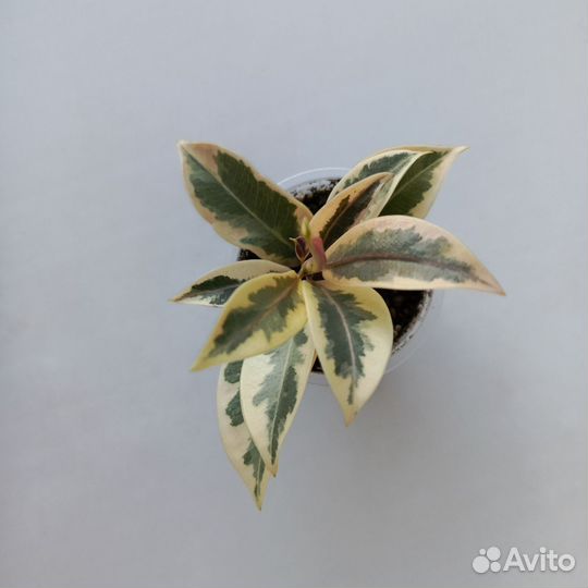 Фикусы сортовые