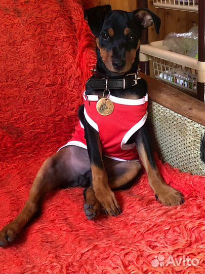 Щенки цвергпинчера (мини доберман)