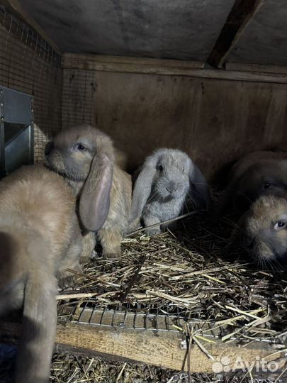 Кролики фб,возраст 4 и 2,5 месяца