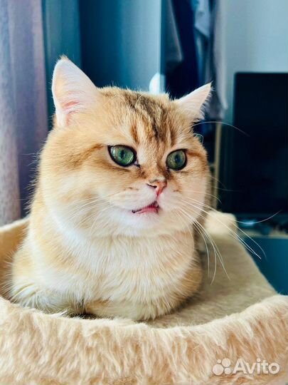 Британская золотая шиншилла