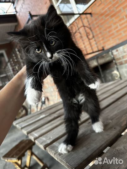 Котята 2 месяца