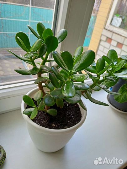 Красула толстянка