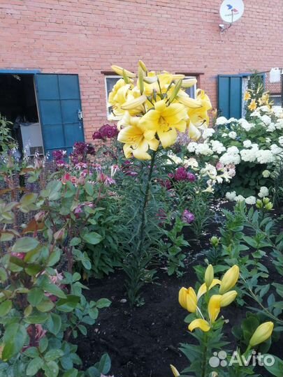 Лилии луковицы