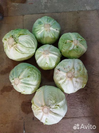 Капуста свежая
