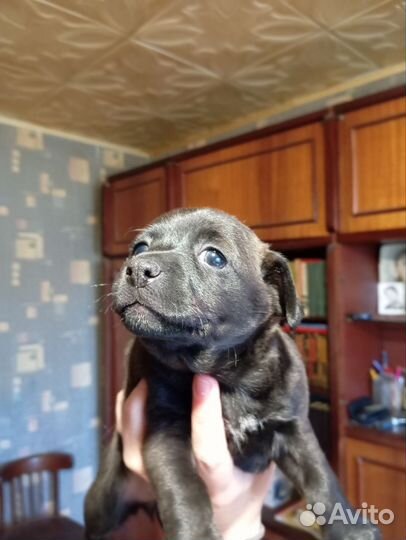 Собака в добрые руки отдам бесплатно