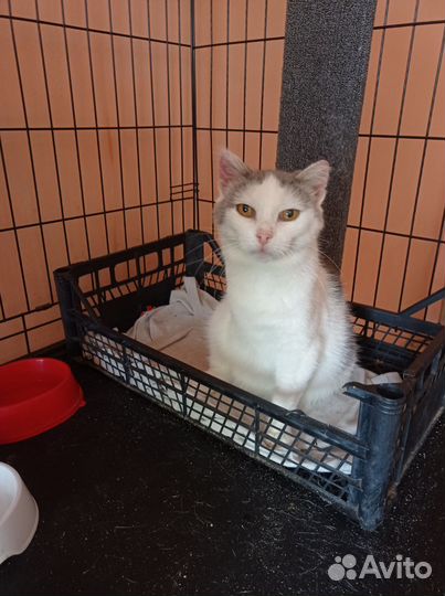 Кошки в добрые руки