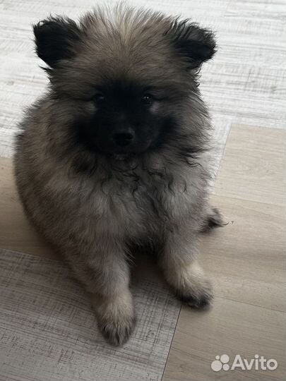 Кеесхонд-Внуки чемпиона Америки от заводчика РКФ