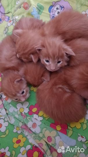 Котята мейн-кун рыжие
