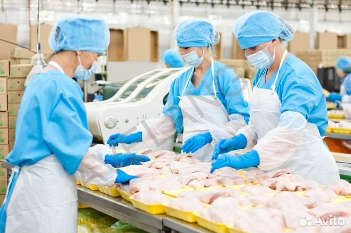 Работа на птицефабрике вахтовым методом без опыта